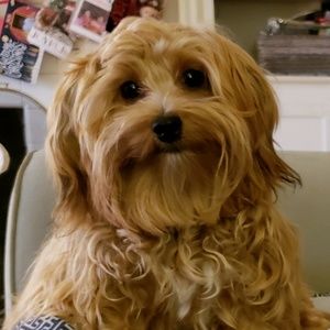 Meet your Posher, Elizabeth